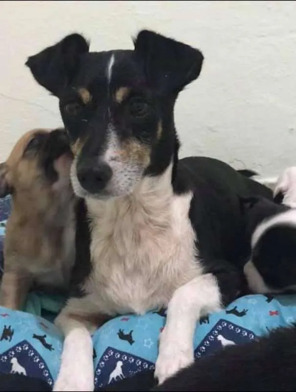 Cachorro ra a SRD idade 5 anos nome LUNA