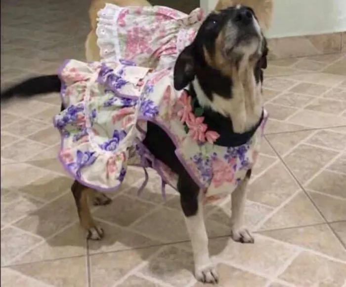Cachorro ra a SRD idade 5 anos nome LUNA