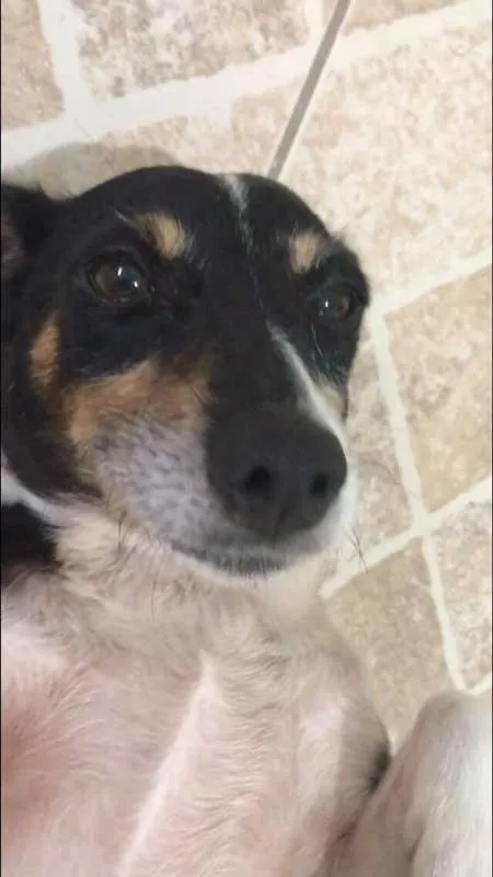 Cachorro ra a SRD idade 5 anos nome LUNA