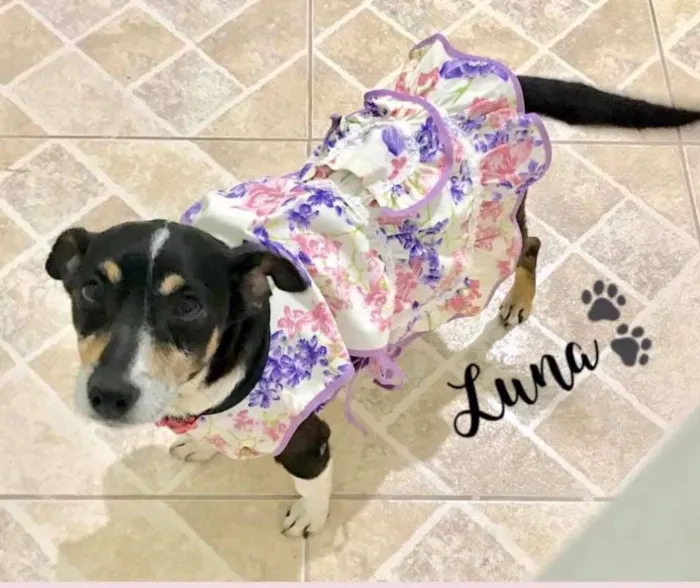 Cachorro ra a SRD idade 5 anos nome LUNA