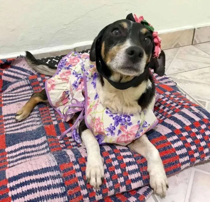 Cachorro ra a SRD idade 5 anos nome LUNA
