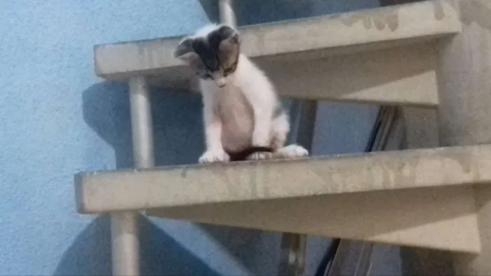 Gato ra a sem raça definida idade 2 a 6 meses nome sem nome