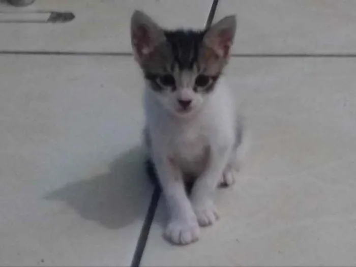 Gato ra a sem raça definida idade 2 a 6 meses nome sem nome