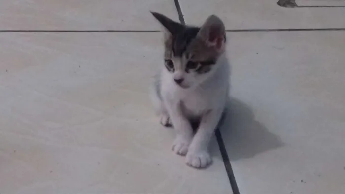 Gato ra a sem raça definida idade 2 a 6 meses nome sem nome
