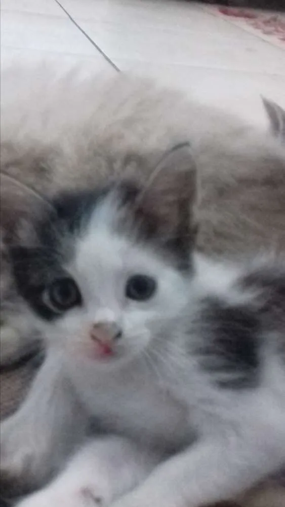 Gato ra a não definida idade 2 a 6 meses nome sem nome