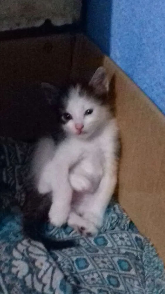 Gato ra a não definida idade 2 a 6 meses nome sem nome