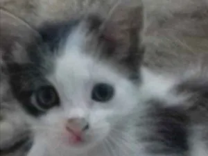 Gato raça não definida idade 2 a 6 meses nome sem nome