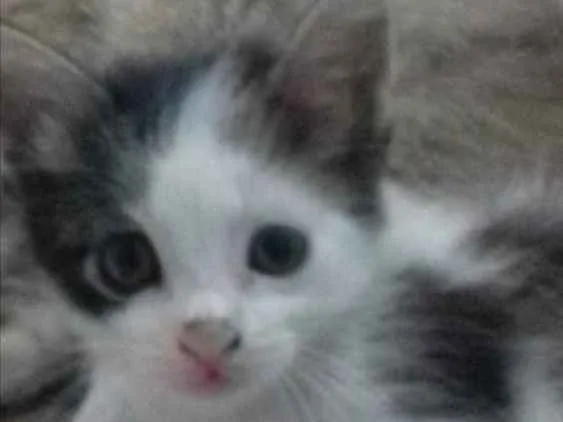 Gato ra a não definida idade 2 a 6 meses nome sem nome