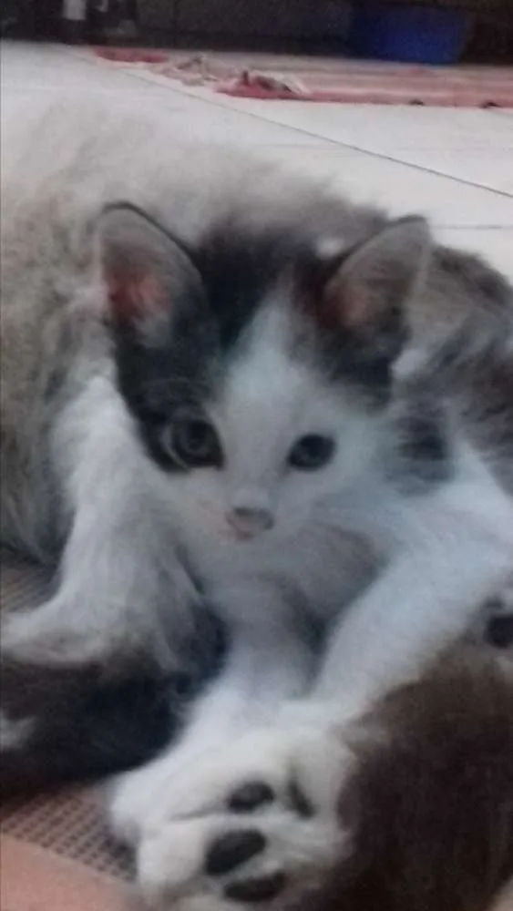 Gato ra a não definida idade 2 a 6 meses nome sem nome