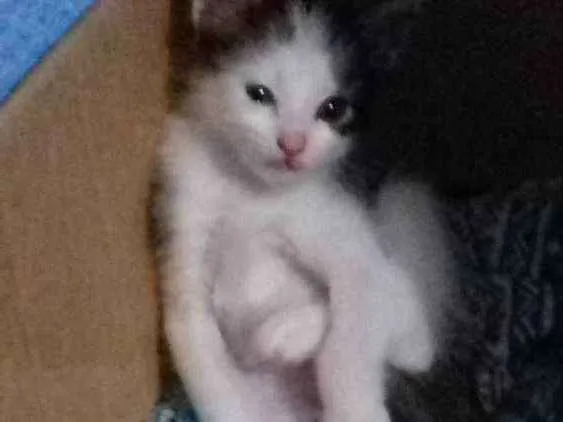 Gato ra a não definida idade 2 a 6 meses nome sem nome