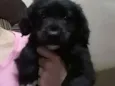Mavie e Nino
