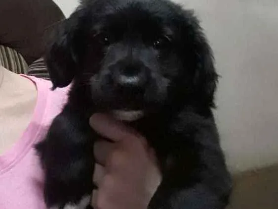 Cachorro ra a Sem raça  idade 2 a 6 meses nome Mavie e Nino