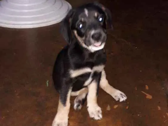 Cachorro ra a Sem raça  idade 2 a 6 meses nome Mavie e Nino