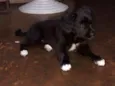 Mavie e Nino