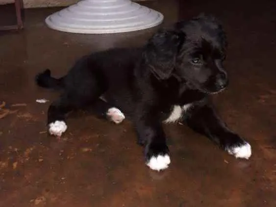Cachorro ra a Sem raça  idade 2 a 6 meses nome Mavie e Nino
