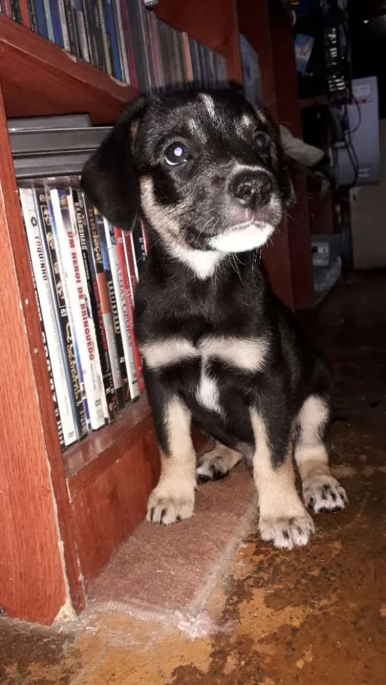 Cachorro ra a Sem raça  idade 2 a 6 meses nome Mavie e Nino