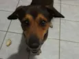 Caramelo