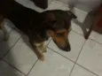 Caramelo