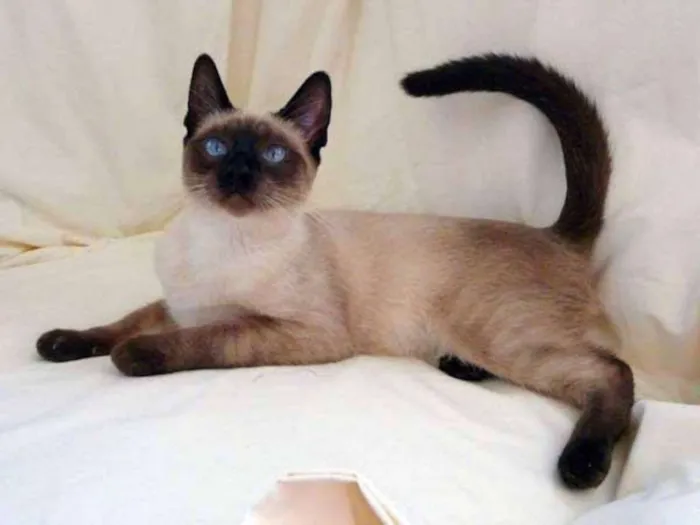Gato ra a Siamês  idade 1 ano nome César