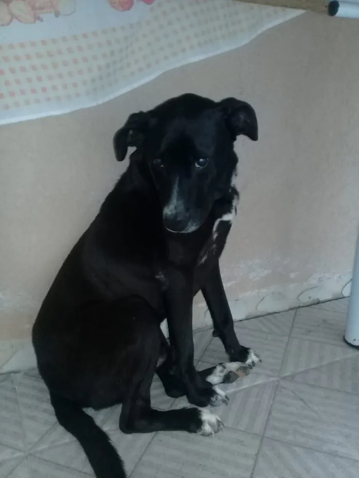 Cachorro ra a Mestiço idade 5 anos nome Zinco