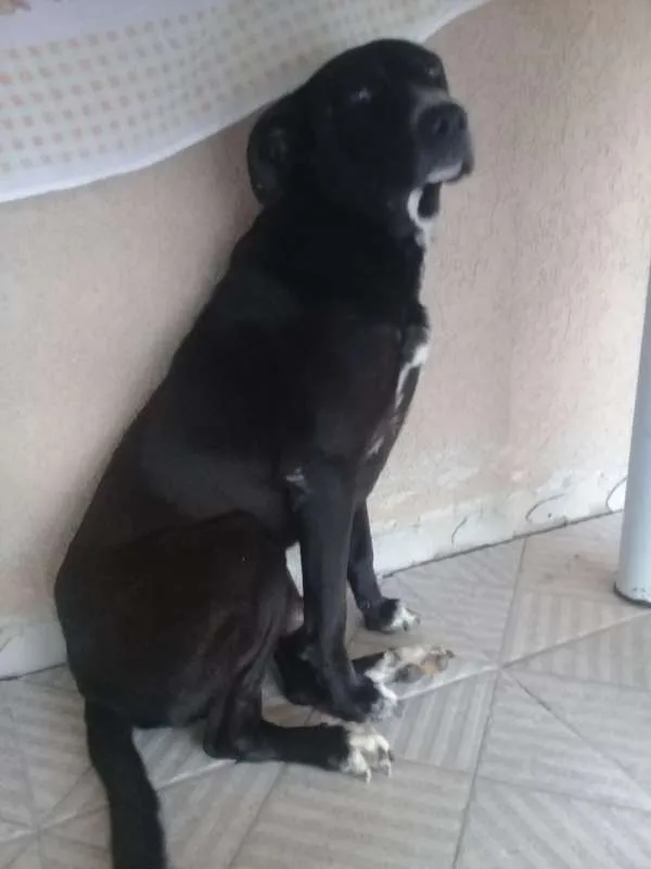 Cachorro ra a Mestiço idade 5 anos nome Zinco