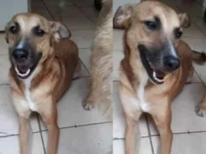 Cachorro raça Sem raça definida idade 2 anos nome Vlad