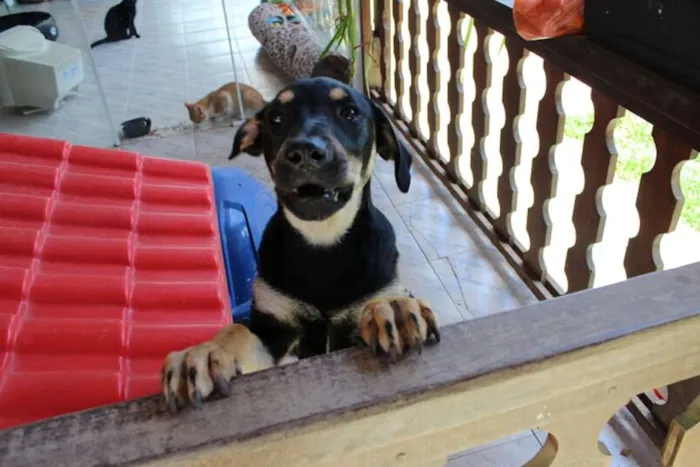 Cachorro ra a SRD idade 7 a 11 meses nome Gal