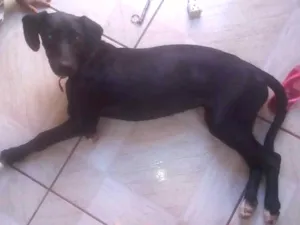 Cachorro raça Vira lata misturada idade 7 a 11 meses nome Luna