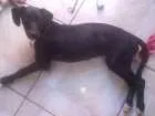 Cachorro raça Vira lata misturada idade 7 a 11 meses nome Luna