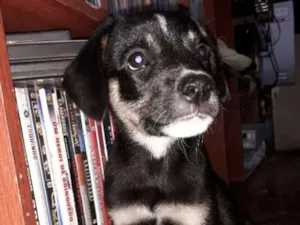 Cachorro raça Sem raça  idade 2 a 6 meses nome Mavie e Nino