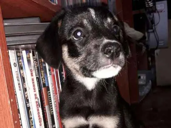 Cachorro ra a Sem raça  idade 2 a 6 meses nome Mavie e Nino