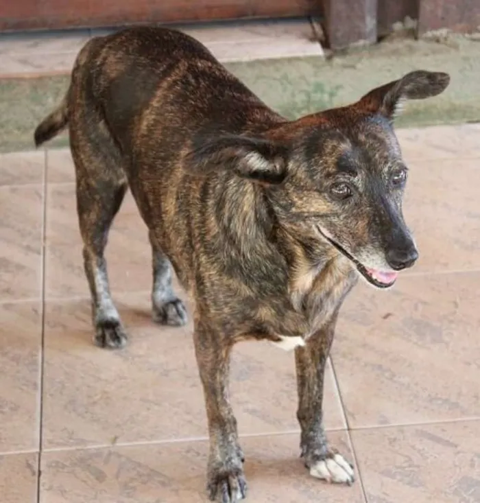 Cachorro raça SRD idade 6 ou mais anos nome Cami