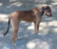 Patudo