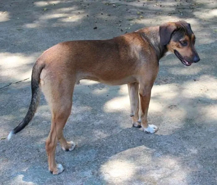 Cachorro ra a SRD idade 2 anos nome Patudo