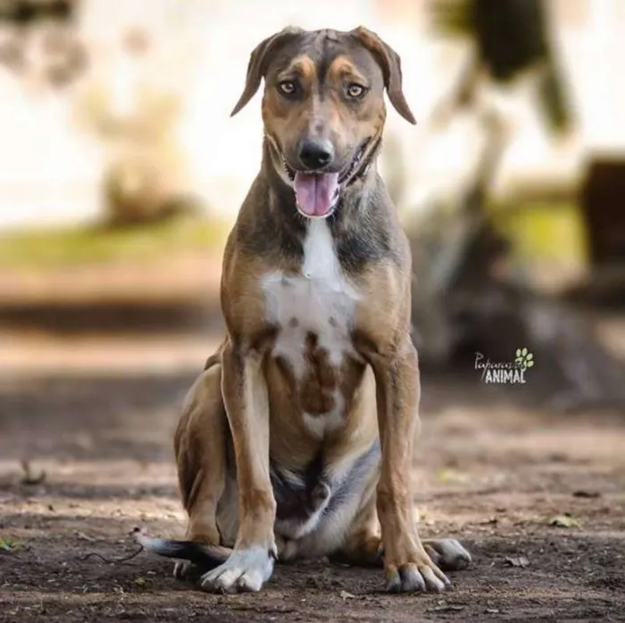 Cachorro ra a SRD idade 2 anos nome Patudo