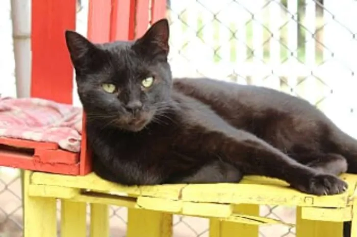 Gato ra a SRD idade 2 anos nome Raica