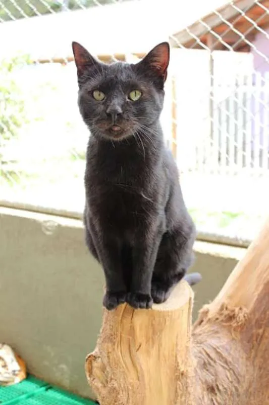 Gato ra a SRD idade 2 anos nome Raica