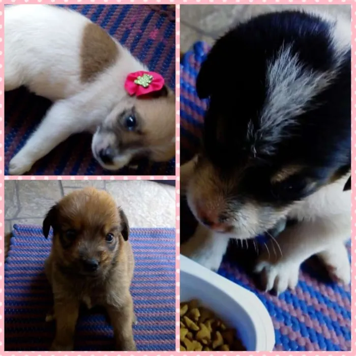 Cachorro raça SRD idade 2 a 6 meses nome Filhotes Mel