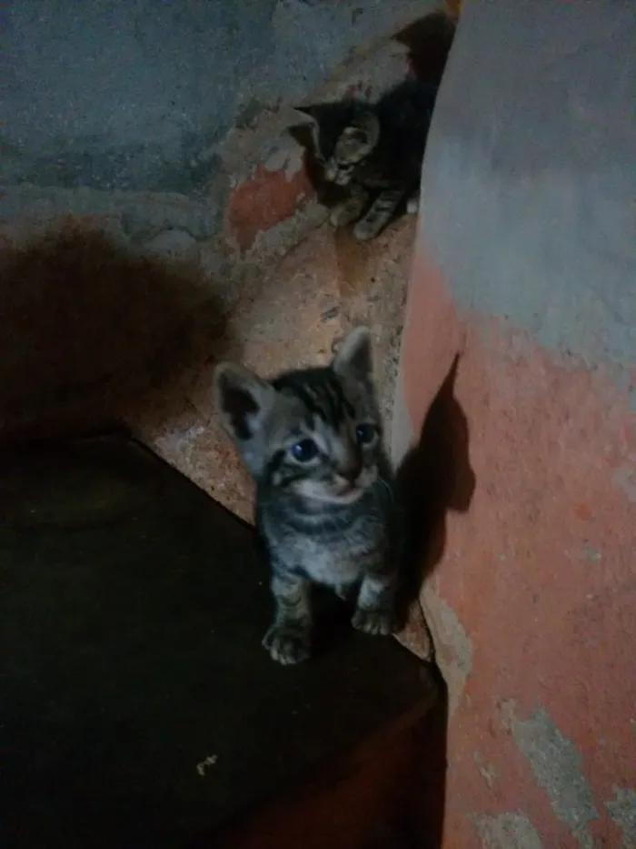 Gato raça  idade Abaixo de 2 meses nome GATOS
