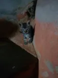 GATOS