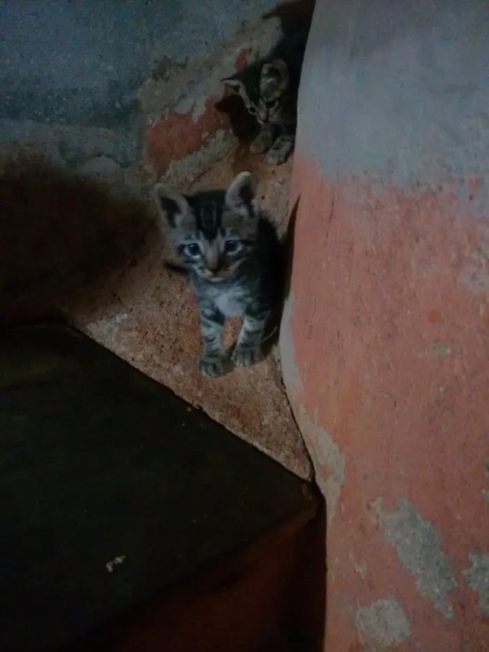 Gato raça  idade Abaixo de 2 meses nome GATOS