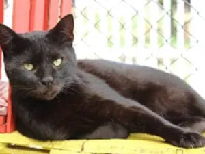 Gato raça SRD idade 2 anos nome Raica