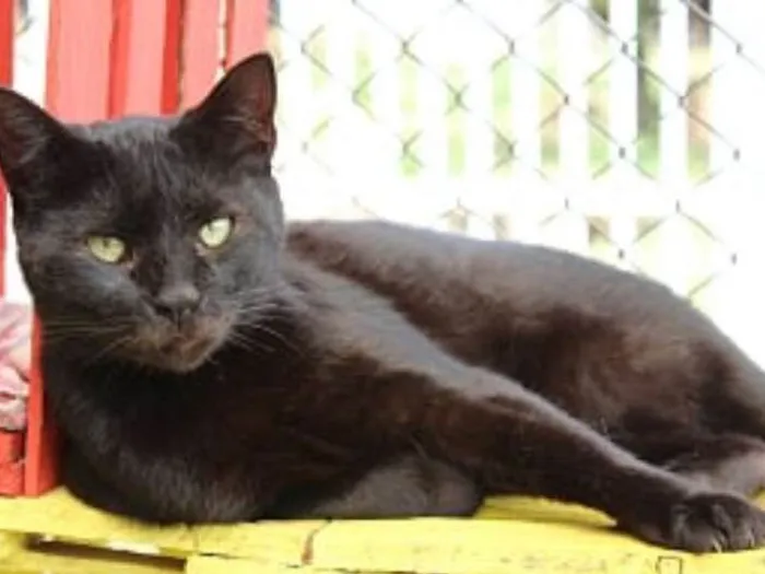 Gato ra a SRD idade 2 anos nome Raica