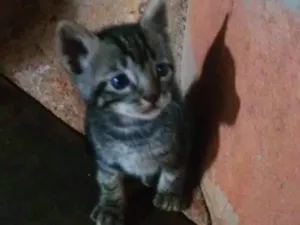 Gato raça  idade Abaixo de 2 meses nome GATOS