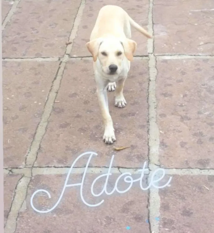 Cachorro raça Mestiço de Labrador idade 2 a 6 meses nome Mestiço de Labrador 