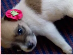 Cachorro raça SRD idade 2 a 6 meses nome Filhotes Mel