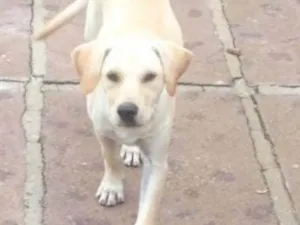 Cachorro raça Mestiço de Labrador idade 2 a 6 meses nome Mestiço de Labrador 