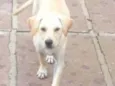 Mestiço de Labrador