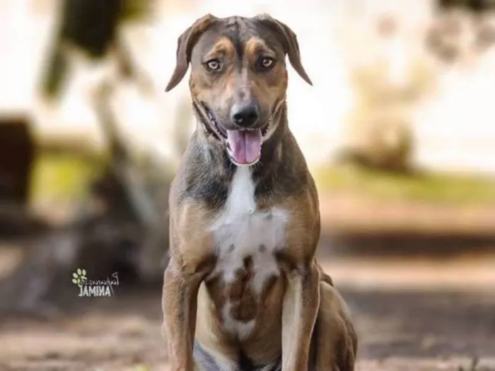 Cachorro ra a SRD idade 2 anos nome Patudo