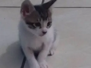 Gato raça sem raça definida idade 2 a 6 meses nome sem nome
